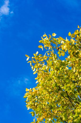 A vertical shot of yellow leaves on a tree in the autumn season against a blue sky