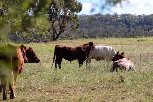 A closeup shot of brown and white cows in a meadow