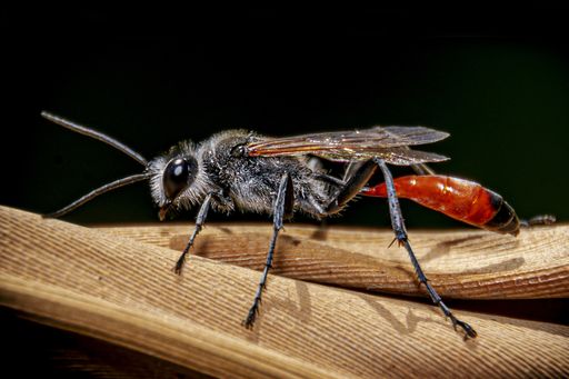 A closeup shot of an insect on a wooden surface