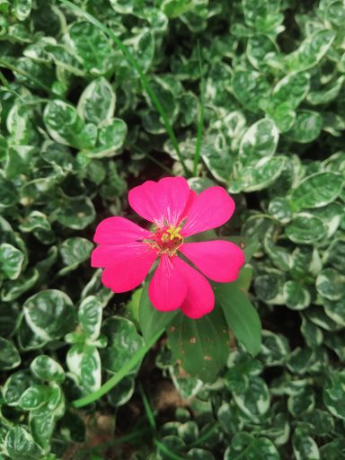 A vertical shot of blooming pink Hibiscus flowers in the greenery