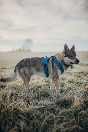 A vertical shot of wolfdog with harness standing on the grass