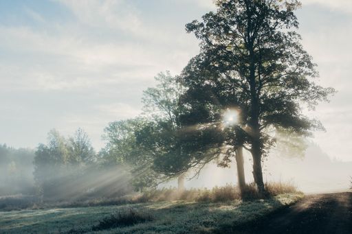 A beautiful view of sunlight through the trees