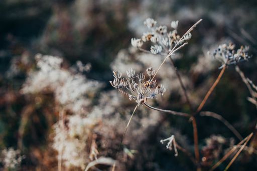 A selective focus shot of the frozen flower in the forest