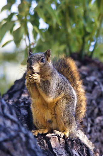 A vertical shot of a Squirrel sitting on tree stump and eating against blur background