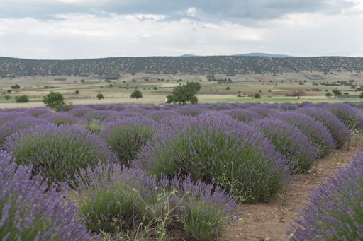 A selective focus shot of lavender field in Turkey