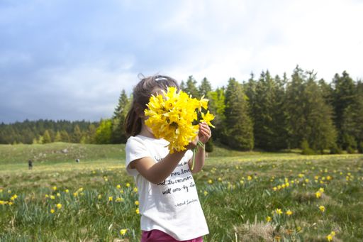 The people picking daffodils in spring on the Plateau de Record, France