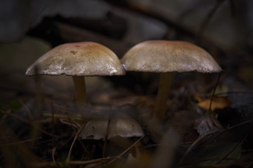 A closeup shot of mushrooms on the ground