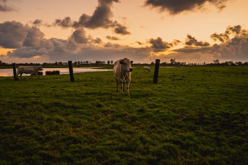 A beautiful shot of cows on a rural field in Zeeland, the Netherlands