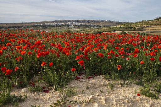 Red poppies, corn poppies,  Papaver rhoeas forming a band in a fallow field at sunset under a a patchily overcast sky. Malta, Mediterranean