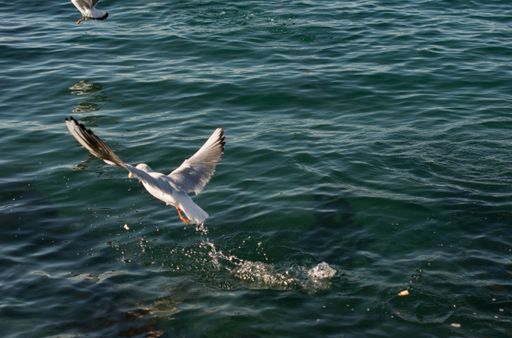 A beautiful view of seagulls on and  over the sea water