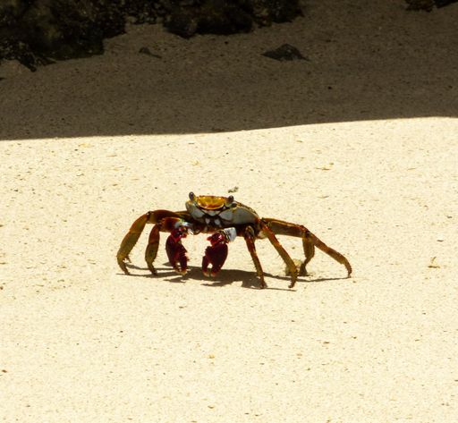 A selective focus shot of a crab walking on sand on the shore camouflage