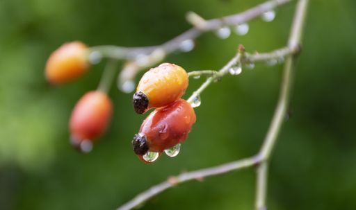 A selective focus shot of a dog rose tree branch with berries, water droplets on the surface