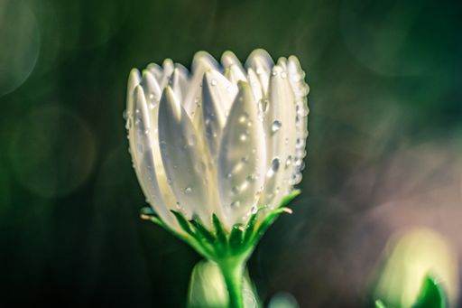A closeup shot of a white wet lotus flower