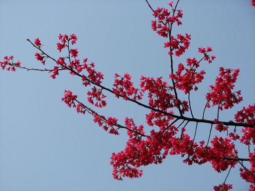 A low angle shot of pink cherry blossom branches
