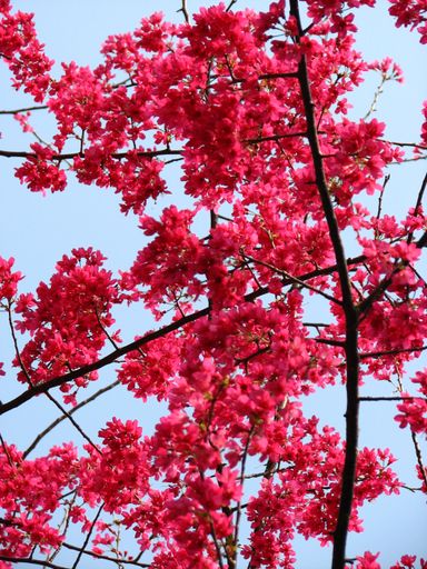 A vertical shot of pink cherry blossom branches
