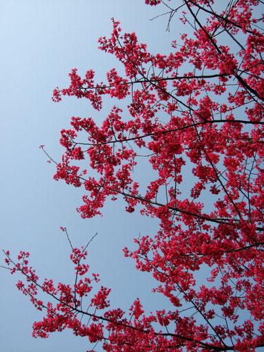 A vertical shot of bright pink blossoms on the tree branches