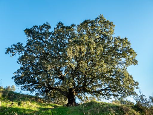 a large isolated tree with green leaves under the blue sky