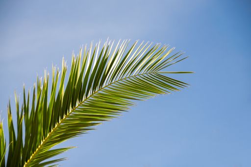 A closeup of a palm tree leaf on the blue sky background