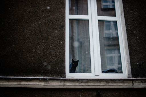 A cute black cat captured through a white window