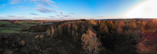 A panoramic shot of the beautiful tree in a forest captured under the blue sky