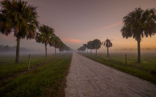 A path surrounded by palms in Old Florida during sunset