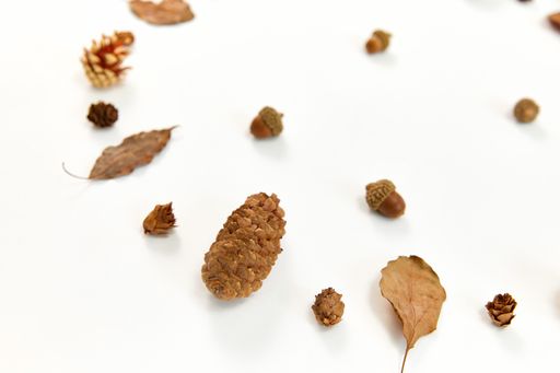 A top view of a wreath made of autumn leaves and conifer cones on white background