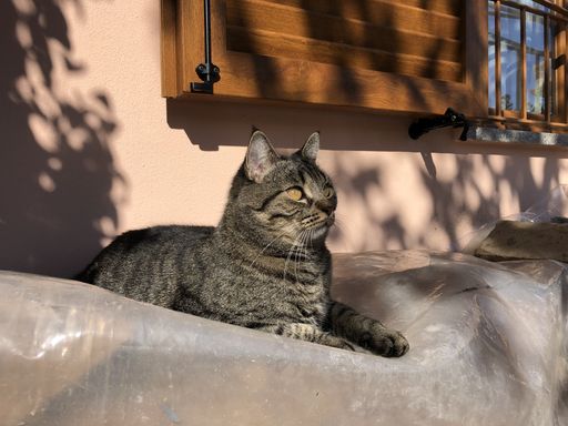 A gray domestic short-haired cat sitting on a rock in Crema, Italy