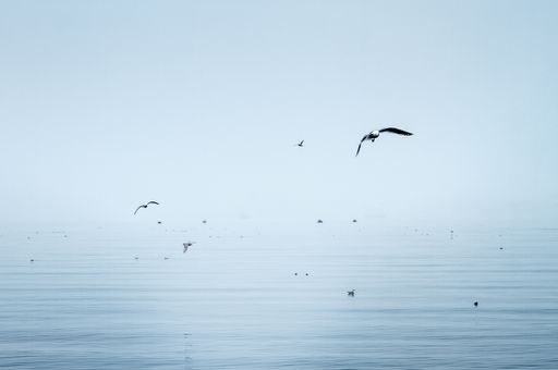 Cranes flying over the sea immersed with the sky in in light blue colors, ducks swiming in the watter