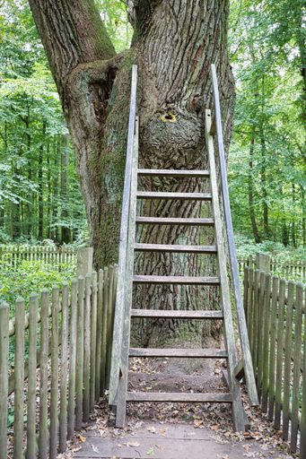 A vertical shot of a ladder by an oak tree captured in Eutin, Germany