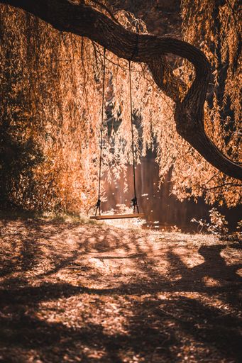 A vertical shot of a swing hanging from a tree near a river