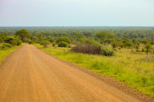 A closeup shot of a dirty road and trees scenery in South African Game Reserve