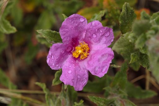 Flower of Hoary rock-rose, Pink rock-rose, Cistus creticus  a garrigue plant used in medicine and as an extract in perfumes. Castanea, Sicily, Italy