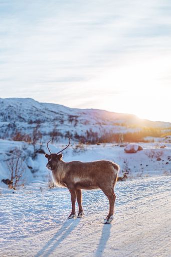 A vertical shot of a beautiful reindeer in the field covered with snow on a sunny day