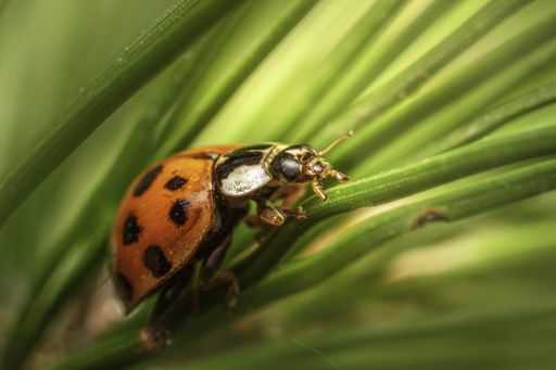 A macro shot of ladybug on green leaves