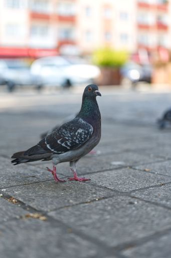 A vertical shot of a pigeon on the pavement.