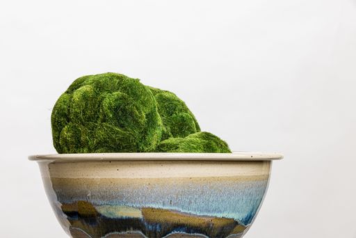 A closeup of beautiful mossy plant in a ceramic bowl on a white background