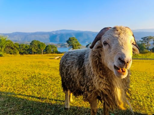 A closeup of sheep in field