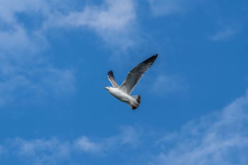 A low angle shot of a seagull flying in a bright blue sky