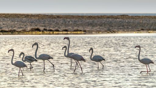 A flock of flamingos wading in the water near Sardinia, Italy