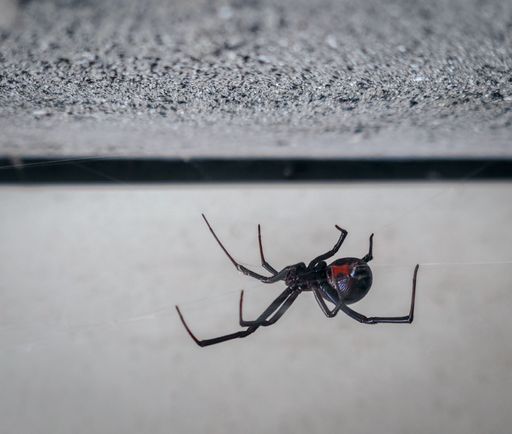 A closeup shot of a black widow spider sewing a cobweb
