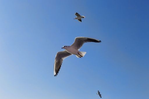 The shot was captured during the ferry ride from Mumbai Gateway to Elephanta caves.