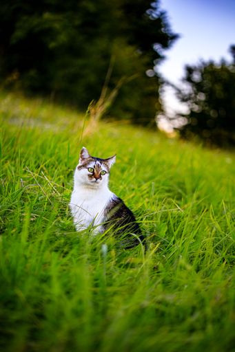 A gorgeous white and gray tabby cat surrounded by tall grass on a blurred background in a sunny field
