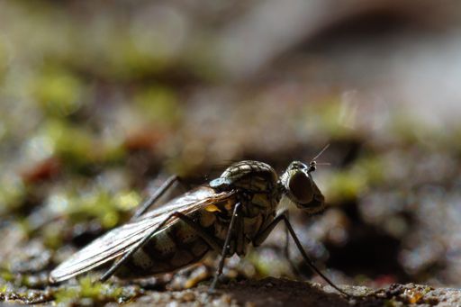 A macro shot of a winged insect on the ground