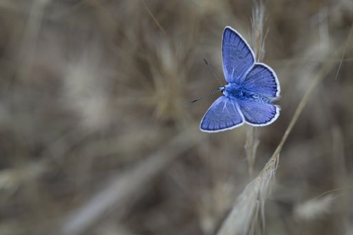 Southern blue (Polyommatus celina),  with open wings, resting on a grass. Foresta 2000, Malta, Mediterranean