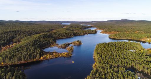 Aerial drone shot, of a river, in middle of arctic forest and polar nature, sunny autumn evening, in Lemmenjoki national park, Inari, Finland