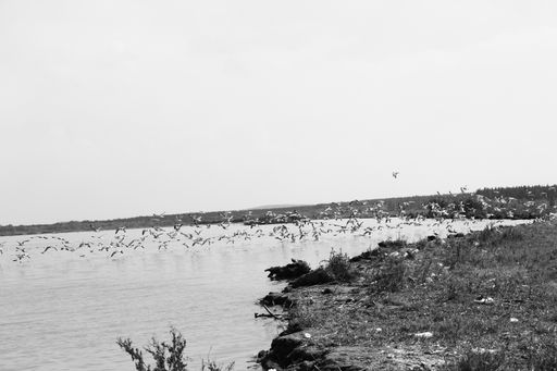 A stunning grayscale shot of a gull colony flying over a calm seawater surface