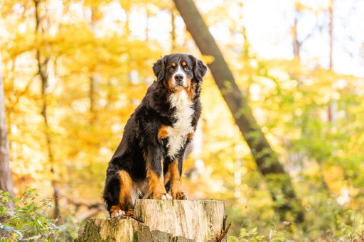 A closeup of a sweet Bernese mountain dog in an autumnal forest
