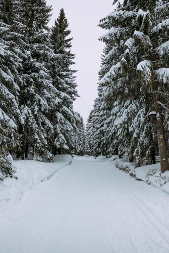 A vertical shot of pathway surrounded with pine trees in the mountain covered with snow during winter