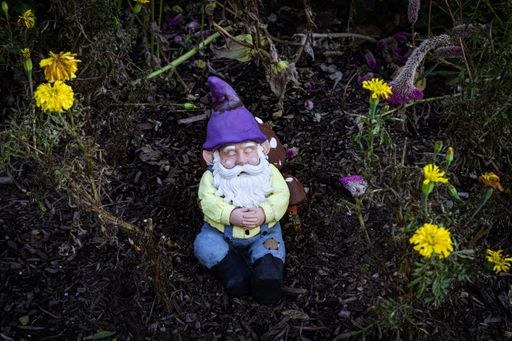 A colorful gnome on the garden soil with yellow flowers around