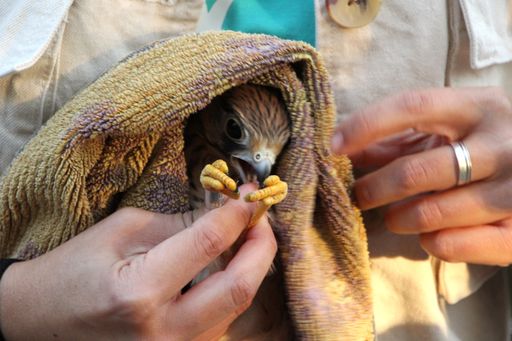 A closeup shot of a hand holding an injured cute falcon kestrel bird wrapped in a towel